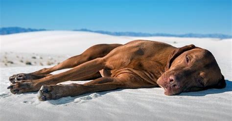 Deshidratación en perros signos y causas