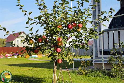 Что посадить на место раскорчеванной яблони? Расскажем. Выкорчевали ...