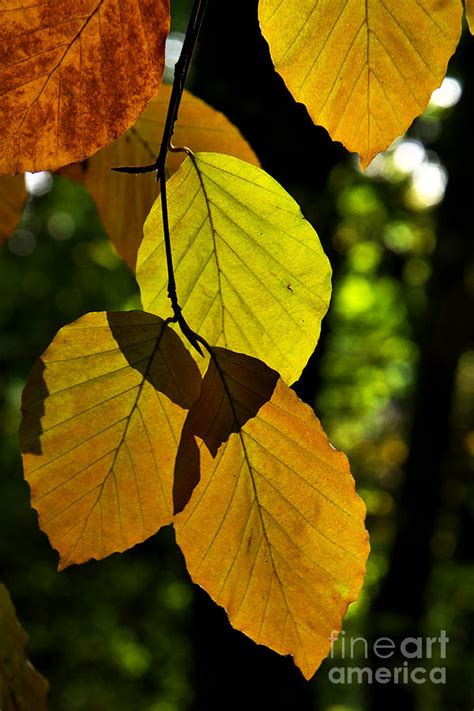 Autumn Beech Tree Leaves Photograph by Martyn Arnold