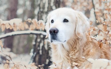 Golden Retriever Na Pulpit