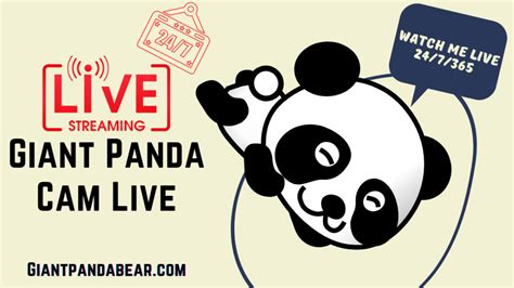 Watch Giant Panda Cam Live | Giant Panda Cam