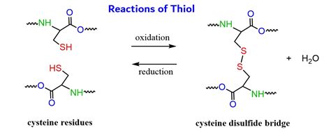 8 Mind-blowing Facts About Thiol - Facts.net