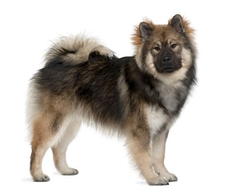 Eurasier Temperament Lifespan Shedding Puppy