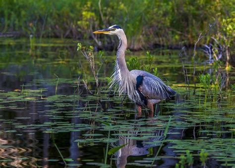 Heron In Pond Smithsonian Photo Contest Smithsonian Magazine