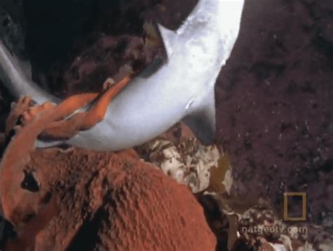 Watch Octopus Takes Down Shark Towleroad Gay News