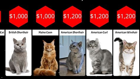 Most Expensive Cats Breeds In The World Youtube