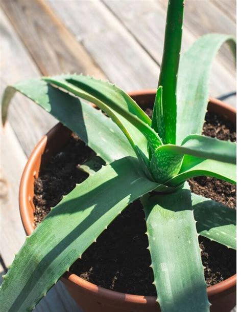 Why Is Your Aloe Plant Turning Brown How To Fix This