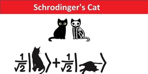 薛定谔猫的生死之谜薛定谔猫衰变新浪新闻