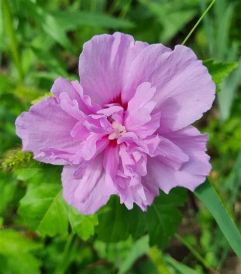 Гибискус древовидный махровый "Лавандовый шифон" (Lavender Chiffon ...