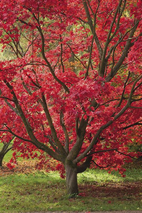 Maple Trees Japanese