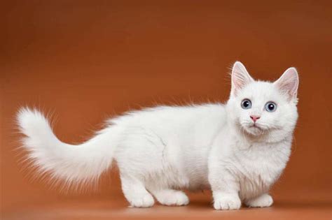 Munchkin Cat Breed Profile: History, Personality & Health | Cat-World