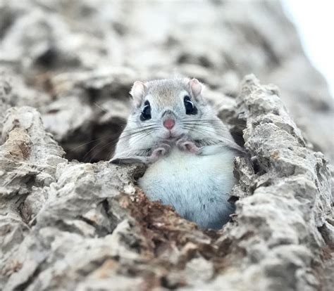 最後まで撮り続けた“エゾモモンガ”の近くで家族に見守られて 動物写真家・小原玲さんを語る（4完） グルメ情報誌「おとなの週末web」