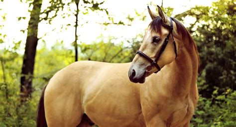 8 Weird And Unusual Horse Breeds You Have To See
