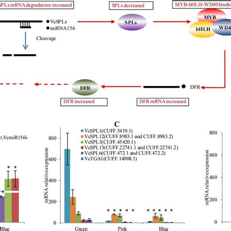 A Potential Pathway Of The Mir Spl Module Involved In Anthocyanin