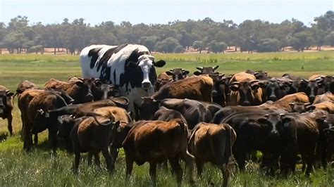 Cow Steroids