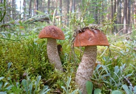 Подосиновик сосновый - фото и описание, внешний вид и где растет