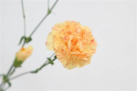 小松花園のスプレーカーネーション Flower Auction Japan