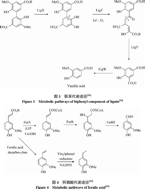 Figure 3 From Exploring The Lignin Degradation By Bacteria Semantic