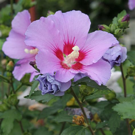 Гибискус сирийский дерево (75 фото) - фото - картинки и рисунки ...