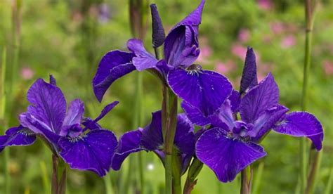 Сорта сибирских ирисов с названиями (44 фото): описание сортов «Конкорд ...