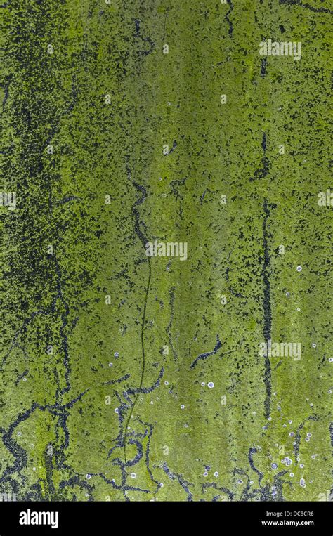 Green Moss Texture Mossy Wall Outdoors Stock Photo Alamy