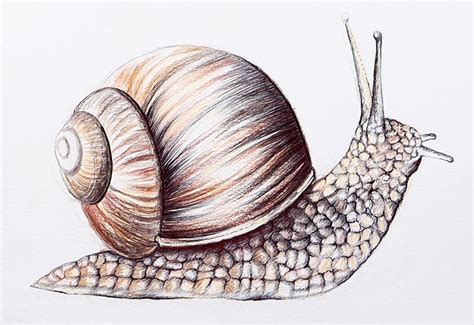 Snail Shell Illustration