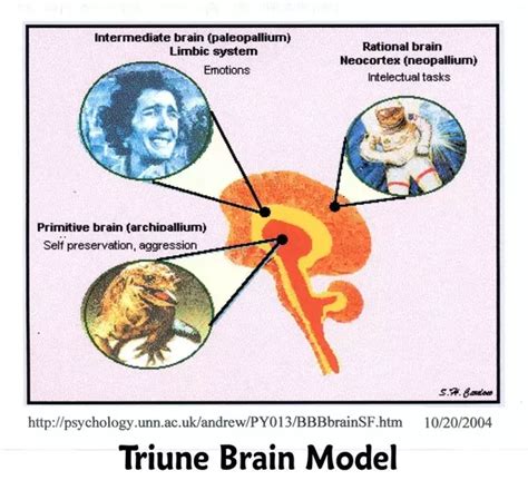 The Triune Brain Theory