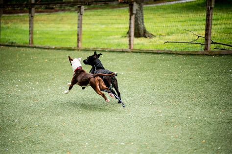 Petco Love Adopt | Foster or Adopt a Pet Today