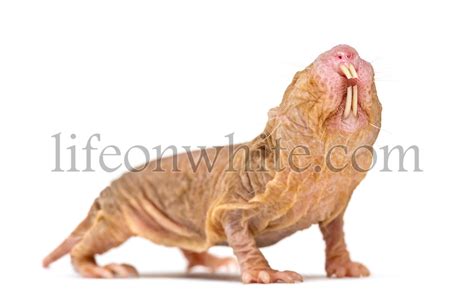 Life On White Side View Of A Naked Mole Rat Hairless Rat Isolated On Wihte
