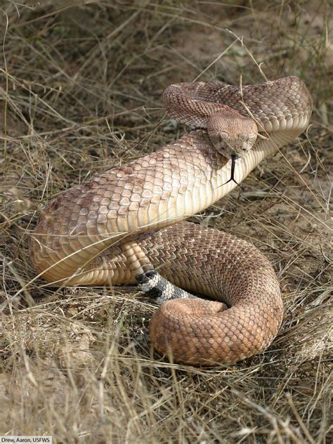 Western Diamondback Rattlesnake Facts, Pictures & Information
