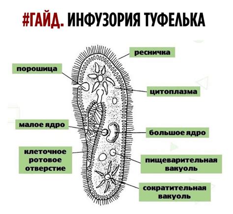Отпечаток дизайнерского ботинка | Пикабу