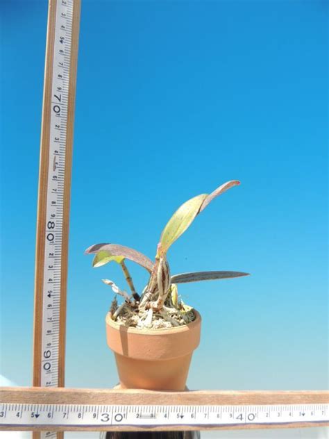Yahooオークション T 洋蘭 Cattleya Walkeriana Fflamea`fs695 カ