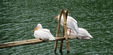 Canon PowerShot SX510 HS sample photo - lbzmQYWfD1 - ExploreCams