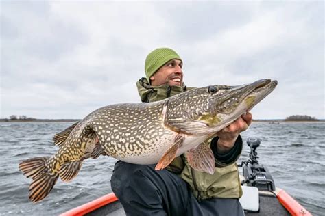 El Xito De La Pesca De Lucio Pescador Feliz Con Gran Trofeo De