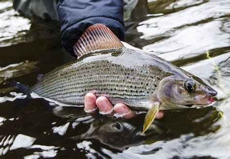 Grayling - Fishing in Wales