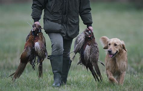 9 Gundog Training Tips From The Field The Field