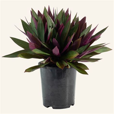 Our Plants Tradescantia Spathacea Rhoeo Instant Green Nursery