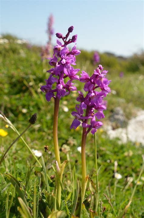 Orchis Mascula Early Purple Orchid Gower S Wales LINDA D MORRIS