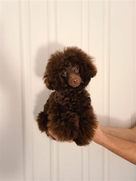 teddy bear cut for poodle 2