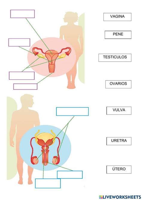 Ejercicio De Ap Reproductor Cuadernos Interactivos Ciencias De La