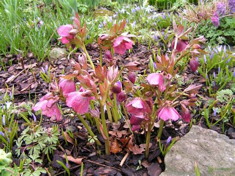 Морозник на клумбе (70 фото) - фото - картинки и рисунки: скачать бесплатно