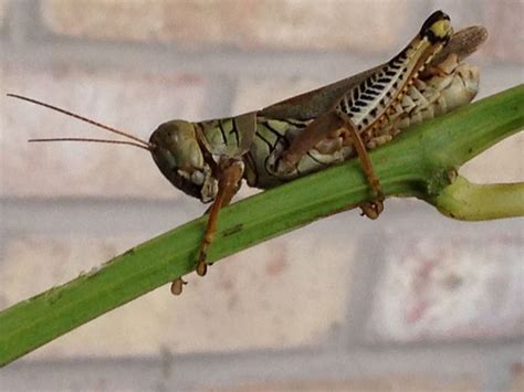 Grasshopper In My Yard Sport Shoes Sports Cleats