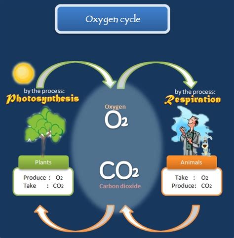 Educative diagrams: Oxygen Cycle Diagram