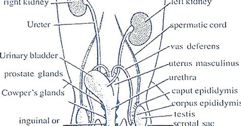 Diagram Female Rat Reproductive System Diagram Mydiagramonline
