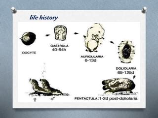 Sea cucumber ; life history | PPT