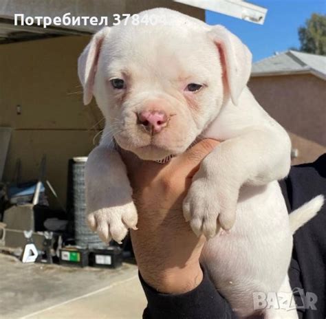 Продавам кученца американски булдог в Други в гр. Варна - ID41570344 ...