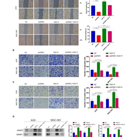 GPER1 Knockdown Impairs The Migration And Invasion Of AGS And MGC 803