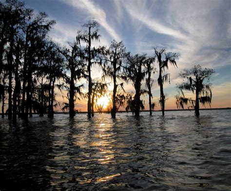 Atchafalaya Basin - Alchetron, The Free Social Encyclopedia