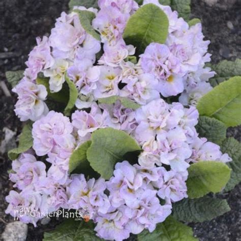 Primula v. BELARINA PINK ICE. New Garden Plants