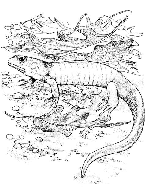 Раскраски рептилий и земноводных. Скачать. Распечатать